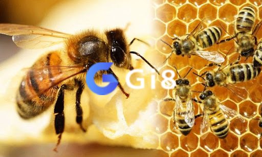 Con ong số bao nhiêu khi chiêm bao thấy ong mật