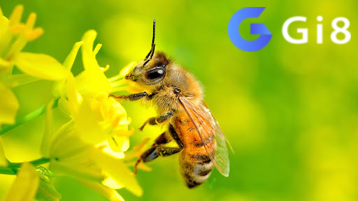 Con ong số bao nhiêu khi mơ thấy bị ong đốt