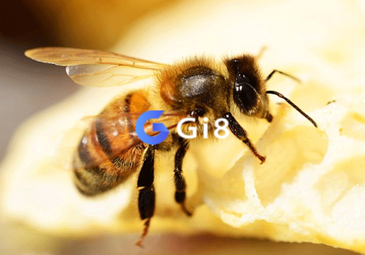 Mơ thấy con ong đang ẩn chứa ý nghĩa nào không?