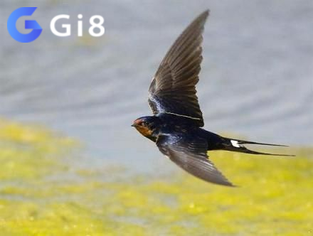 Gi88 giải thích về ý nghĩa của con chim én