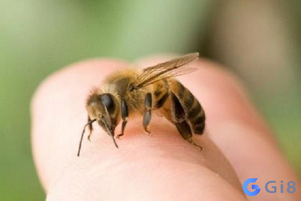Gi88 giải đáp thắc mắc con ong số đề bao nhiêu