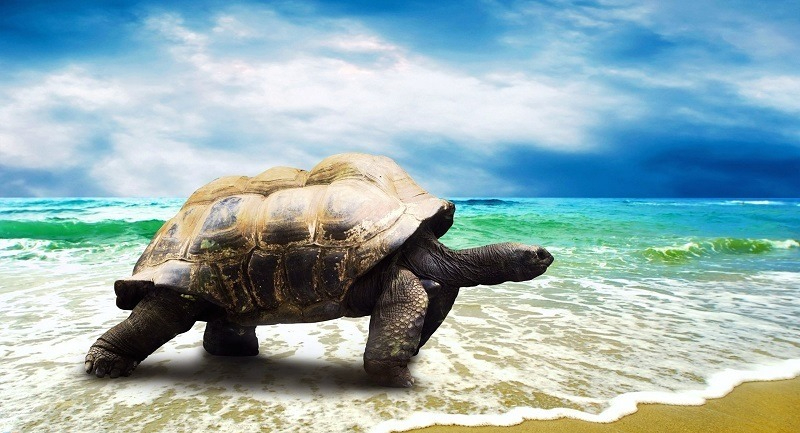 Mơ thấy bắt được rùa có liên hệ gì với cuộc sống không?