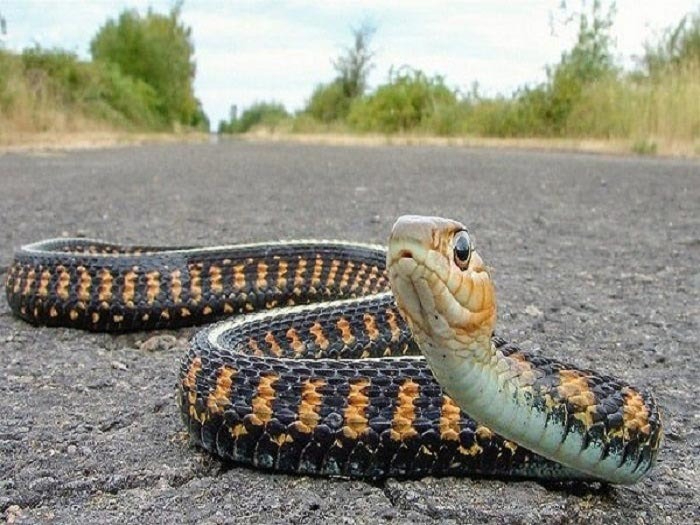 Đi đường thấy rắn thì có thể đánh số không?