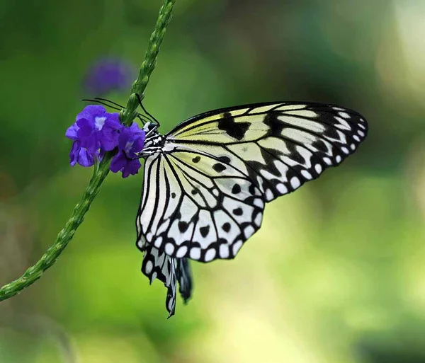 Sự xuất hiện của loài bướm trong tự nhiên