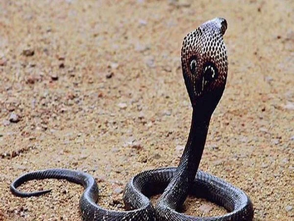 Điềm báo khi đi đường thấy rắn là gì?
