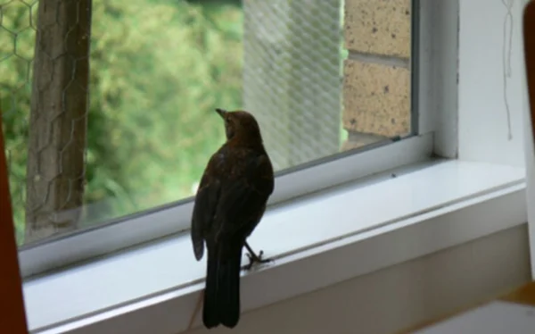 Cách hóa giải khi thấy Chim bay vào nhà là điềm gì?