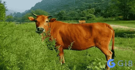 Mơ thấy bò đánh con gì chuẩn nhất