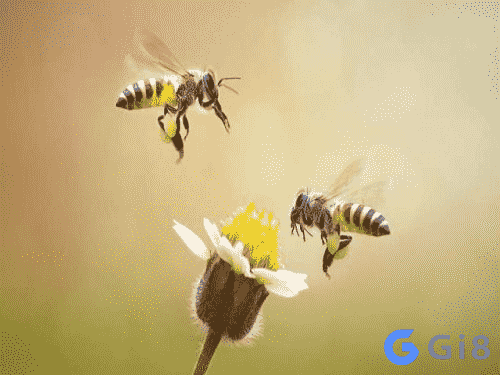 Giải nghĩa về con ong xuất hiện trong mơ - Số đề con ong