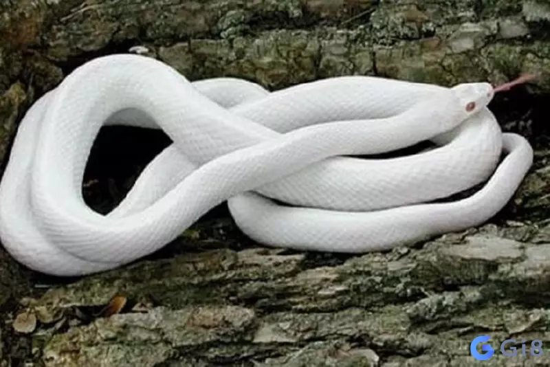 Mơ thấy rắn trắng giải mã đánh con gì?