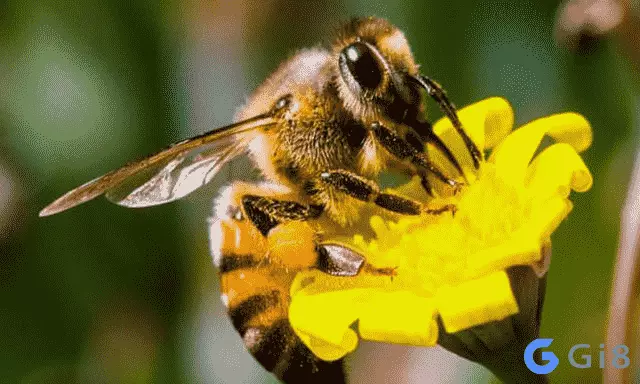 Giải nghĩa về giấc mơ thấy con ong trong vườn hoa