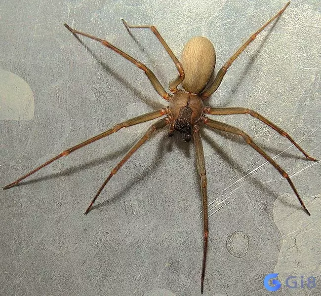 Tìm hiểu lời giải đáp cho thắc mắc con nhện có mấy chân