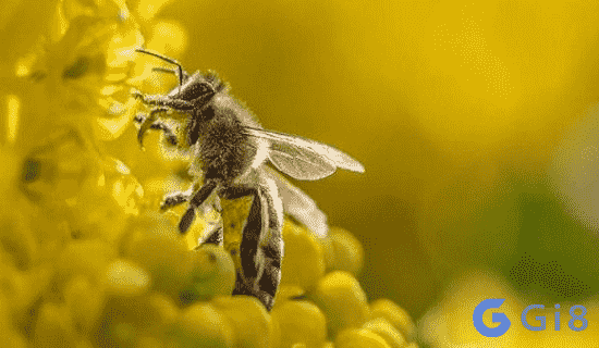 Giải đáp thắc mắc về số đề con ong
