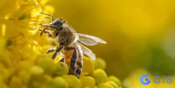 Giải thích nằm mơ bị ong chích có thể đánh đề số mấy