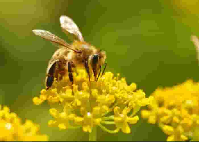 Số đề con ong - Cùng Gi88 giải đáp thắc mắc
