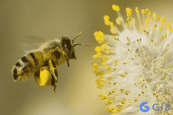 Con ong số đề có khả năng nâng cao khả năng chiến thắng