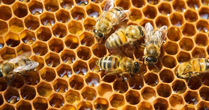 Mơ thấy tổ ong - Ý nghĩa và những con số siêu thú vị