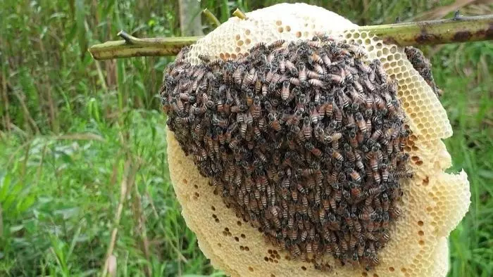 mơ thấy tổ ong đánh con gì