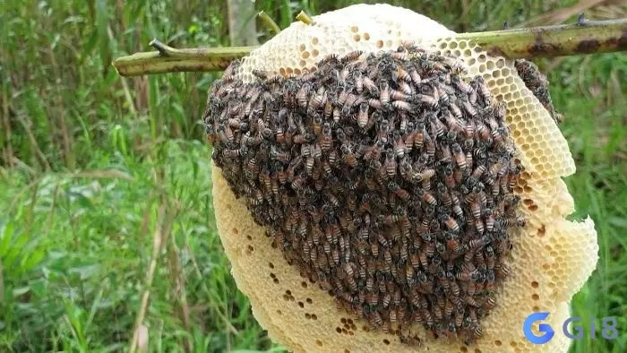 Ý nghĩa của việc mơ thấy tổ ong 