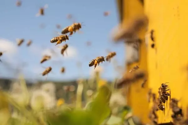 mơ thấy tổ ong đánh con gì