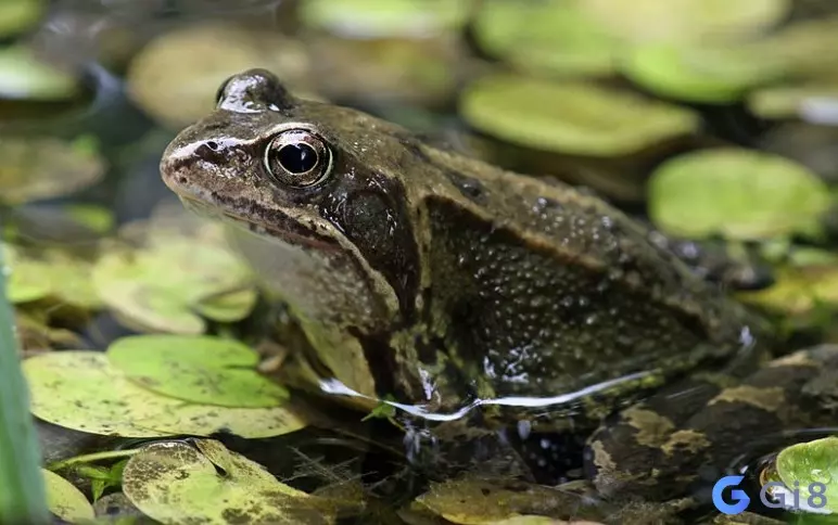 Nghiên cứu ra số đẹp để đánh với trường hợp mơ thấy ếch