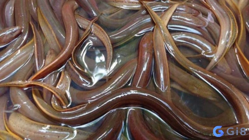 Nằm mơ thấy lươn ngoài chợ