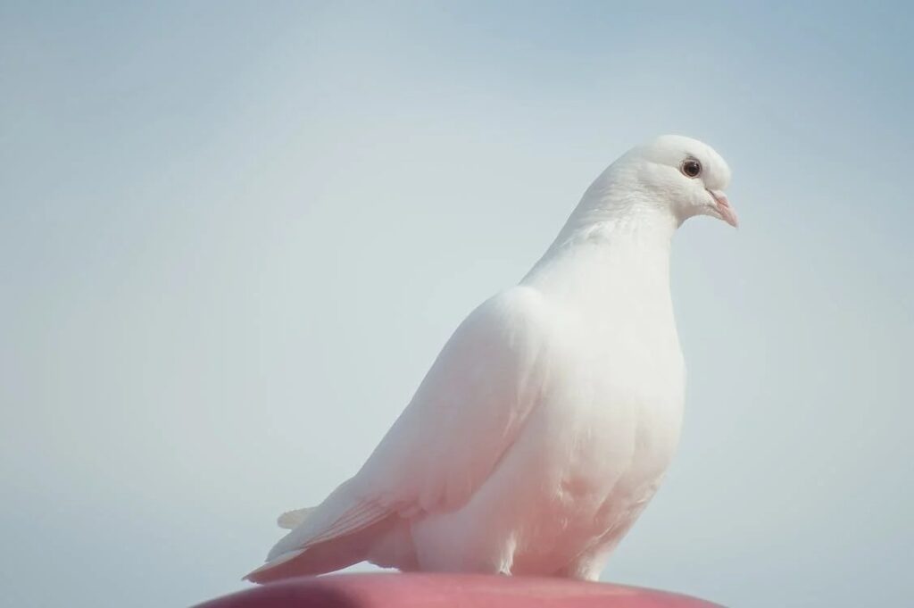 Chim bồ câu trắng bay vào nhà và sự băn khoăn từ người mơ thấy!