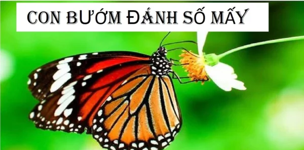 Tìm hiểu về ý nghĩa khi thấy con bướm