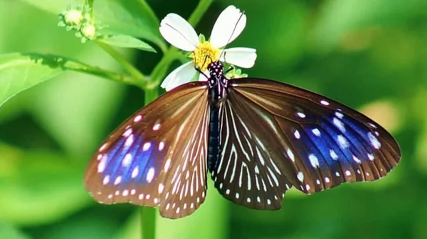 Con số may mắn từ giấc mơ thấy bướm