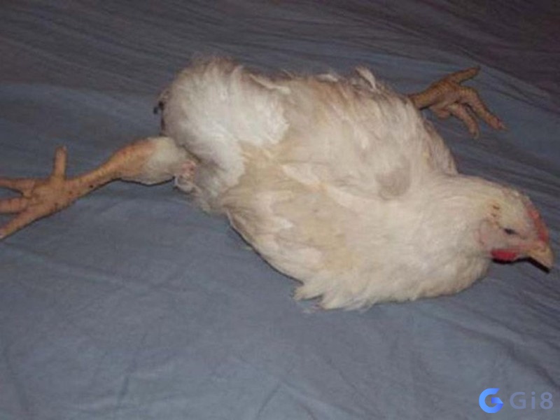 Mơ thấy người thân của mình làm gà chết nên đánh con gì?