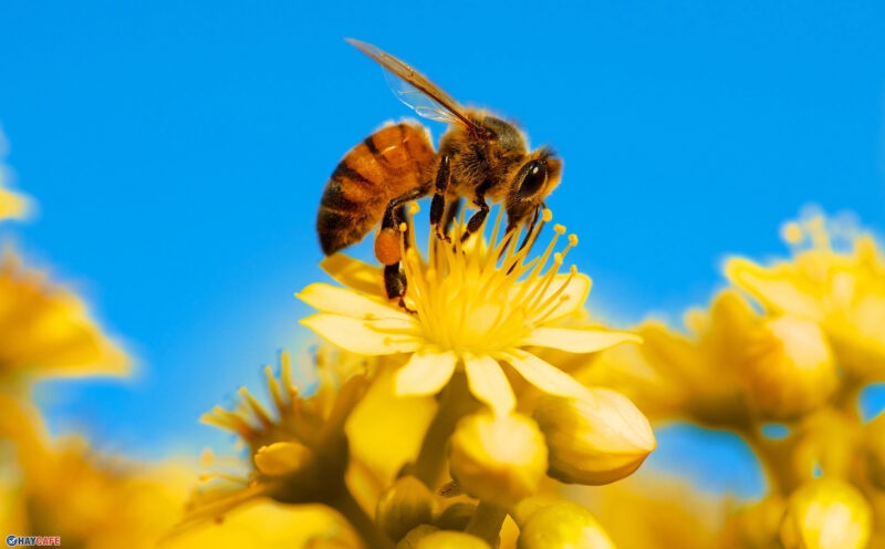Số đề con ong số mấy, đánh lô gì trúng 99,9%