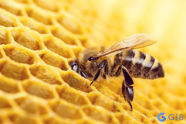 số đề con ong