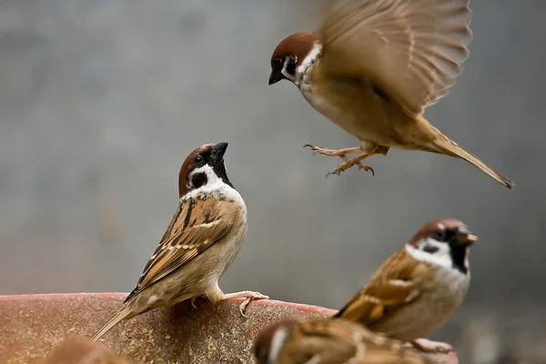 Ý nghĩa điềm báo sẽ phụ thuộc vào loài chim khác nhau