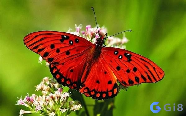 Số đề con bướm tùy huống vào chi tiết trong mơ
