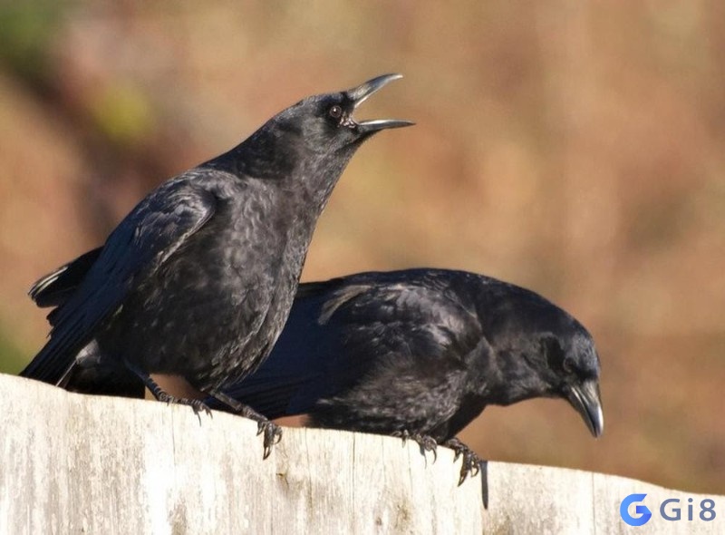 Khám phá vấn đề chim đen bay vào nhà là điềm gì 