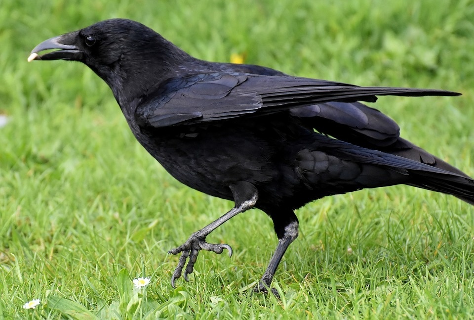 Chim đen bay vào nhà là điềm gì: Có may mắn không?