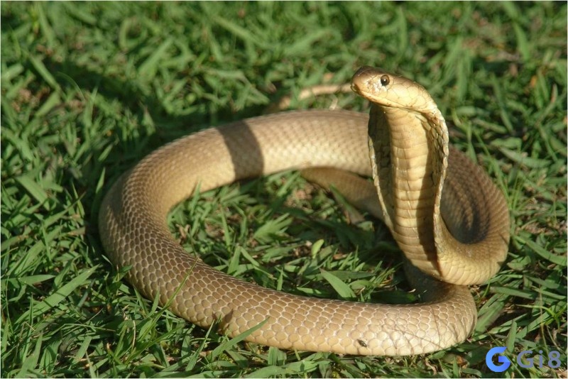 Con rắn số gì: Mộng thấy rắn đánh số gì?