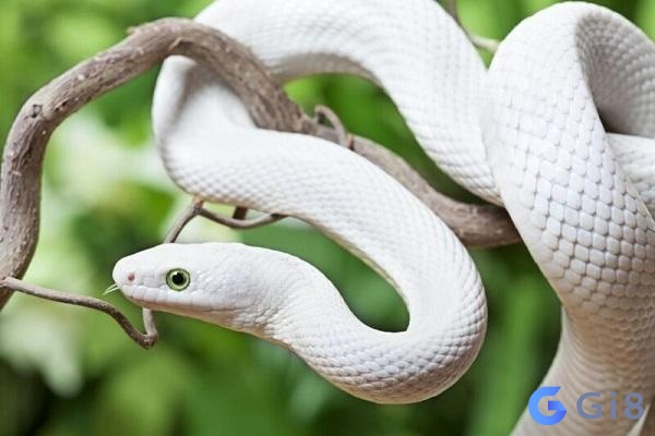 Mơ thấy rắn trắng thể hiện nhiều điềm báo