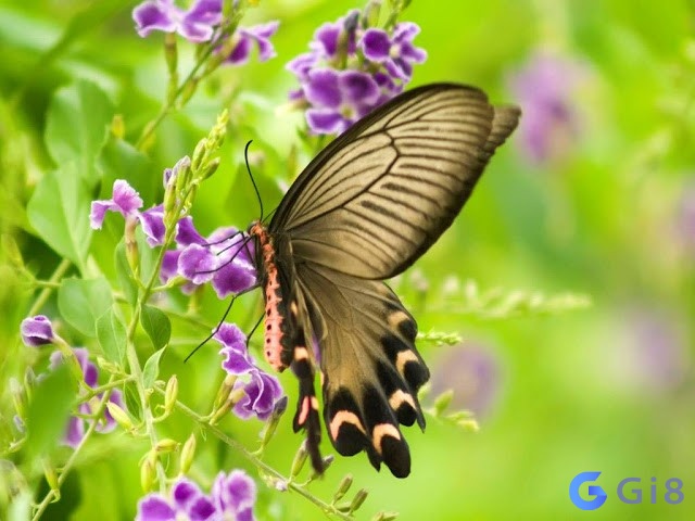  Bạn đã biết về đặc điểm nào của loài bướm? Con bướm số bao nhiêu