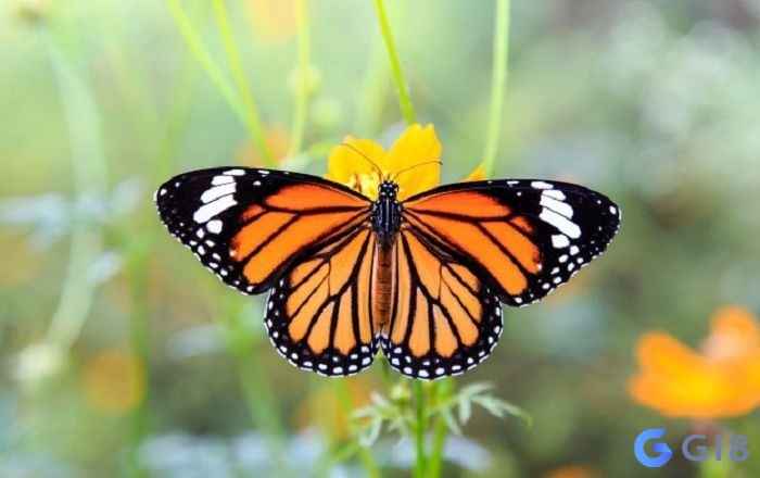  Bạn biết được điều gì thông qua bướm? Con bướm số bao nhiêu