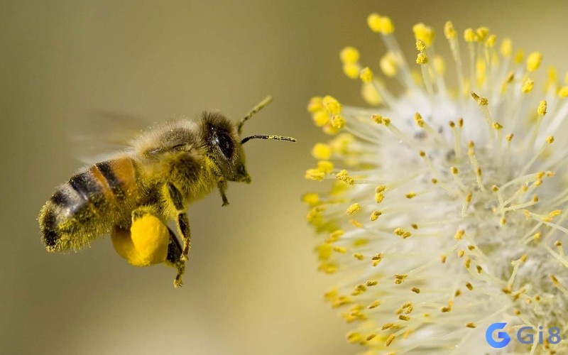 : ong bay vào người đánh con gì