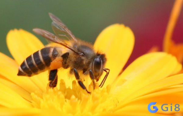 Số con ong là số mấy tùy thuộc vào chi tiết của giấc mơ