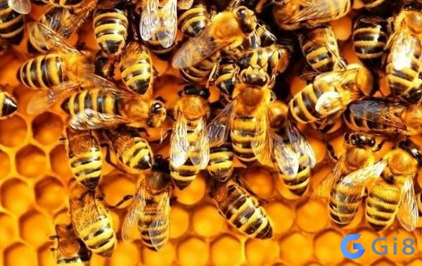 Ong là loài động vật khá quen thuộc trong cuộc sống chứa đựng nhiều ý nghĩa