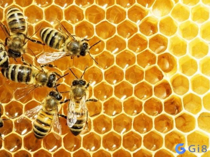 Con ong đánh số gì dễ trúng?
