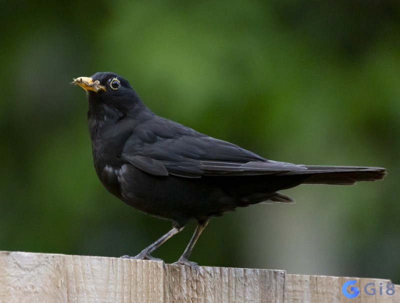 Tìm hiểu xem chim đen bay vào nhà là điềm gì - may mắn hay xui rủi 