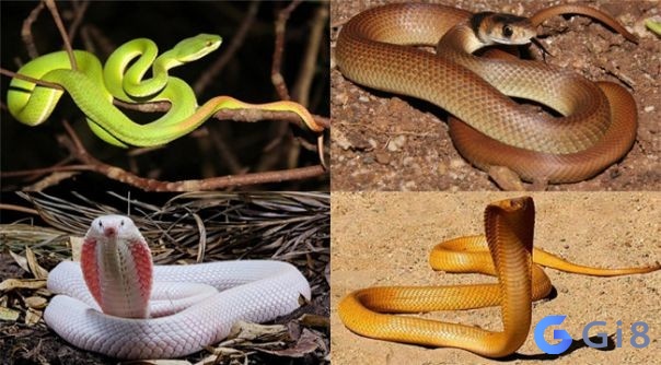 Mỗi giấc mơ thấy rắn khác nhau mang đến dự cảm khác nhau
