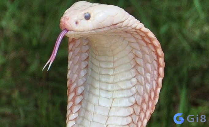 Mơ thấy rắn hổ mang trắng là điềm báo gì?