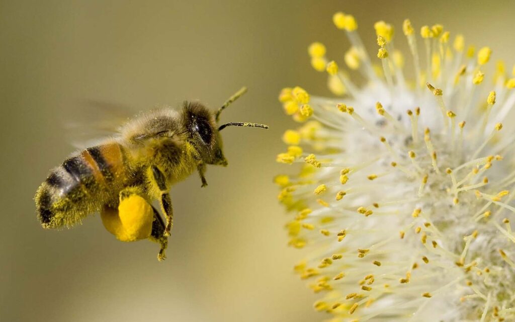Con ong so may? Cùng gi8 giải mã giấc mơ về loài ong