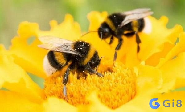 Ong được biết tới là loài động vật rất có tổ chức và hợp tác