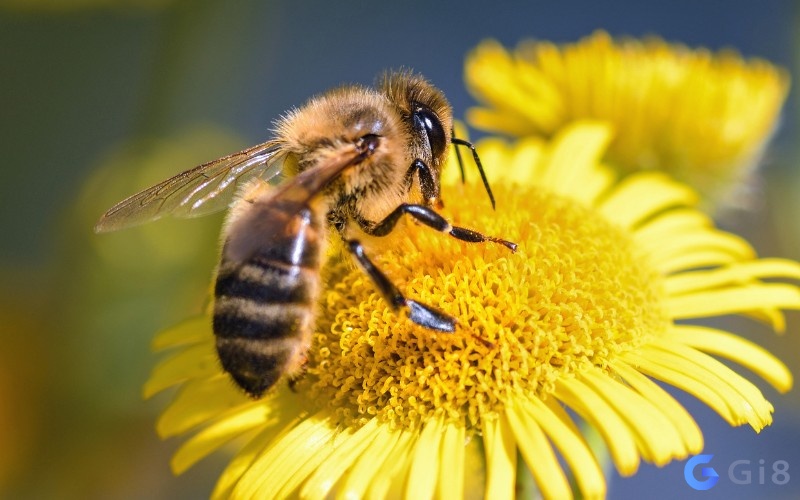 Con ong là biểu tượng của sự chăm chỉ, cần mẫn 