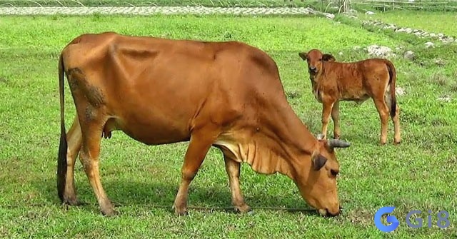 giải mã chiêm bao về bò